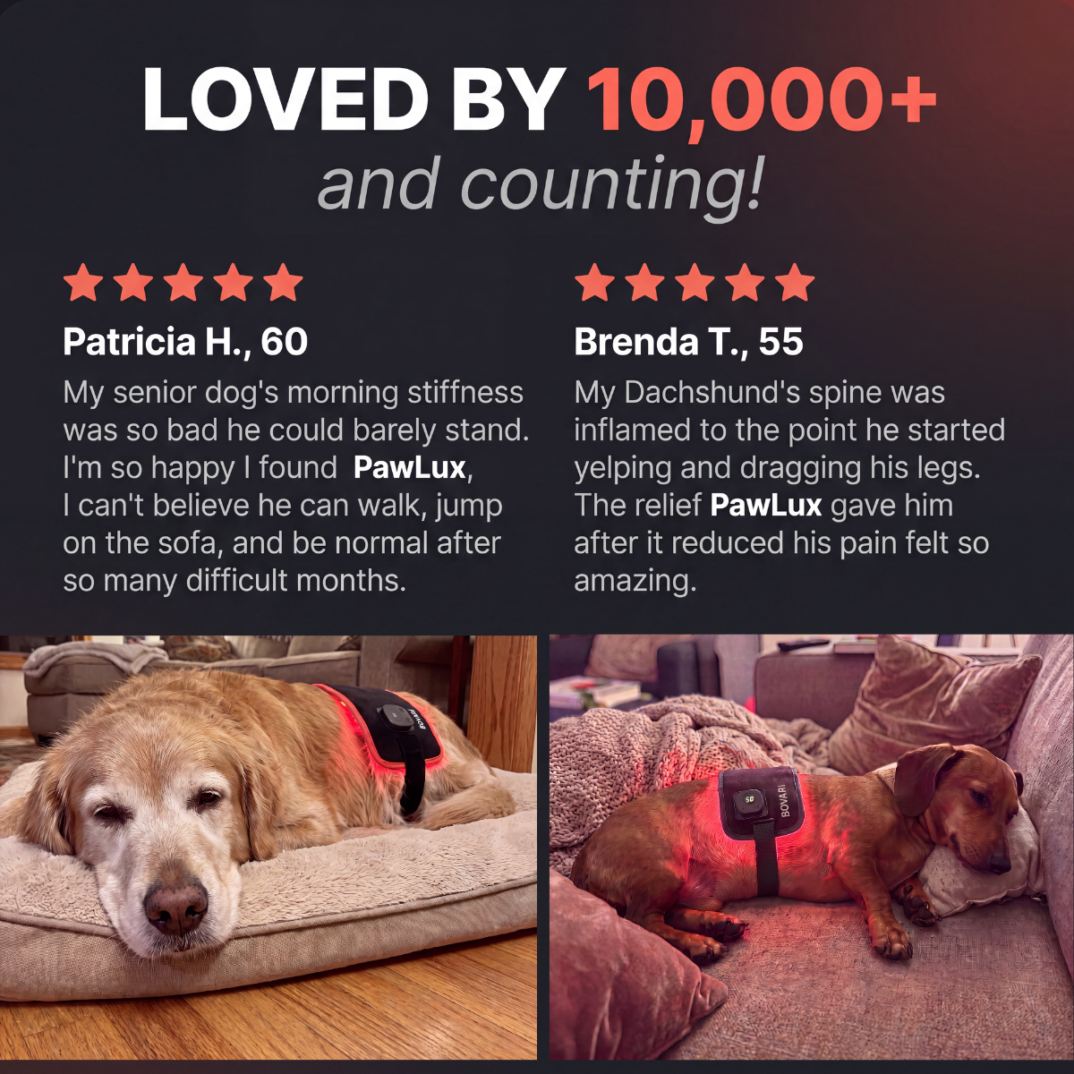 PawLux
